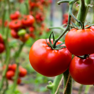 Plantación de tomates