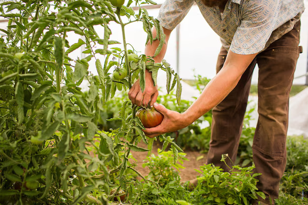 Recogiendo tomates